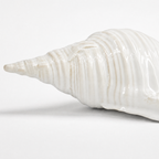 Ceramic Seashell