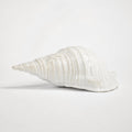 Ceramic Seashell sculpture in glossy white glaze with weathered detailing and organic texture.