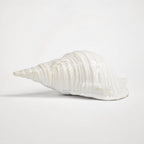 Ceramic Seashell sculpture in glossy white glaze with weathered detailing and organic texture.