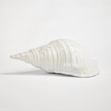 Ceramic Seashell