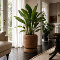 Woven banana leaf planter holding a large leafy plant in a sunlit living room with dark wood floors.