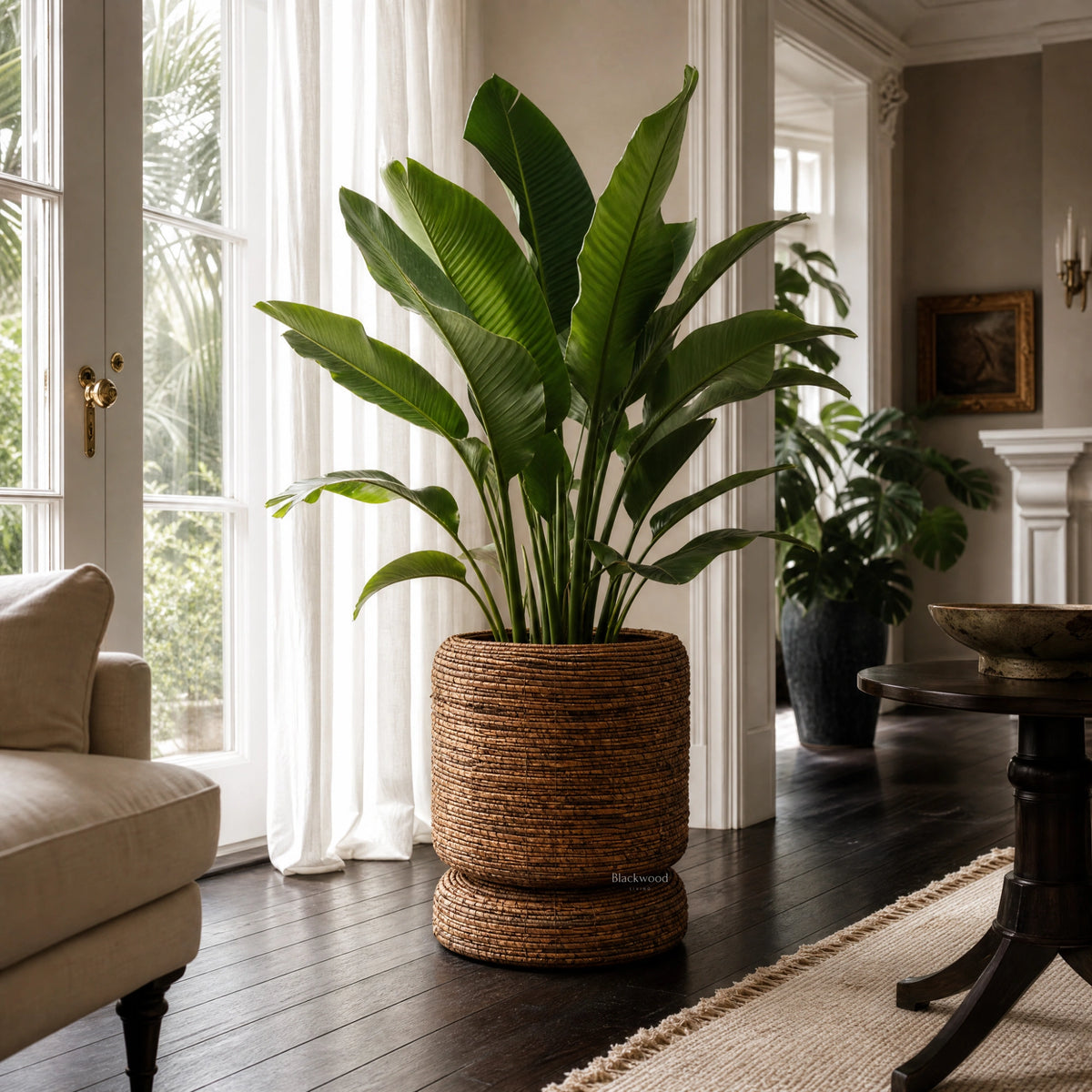 Woven banana leaf planter holding a large leafy plant in a sunlit living room with dark wood floors.